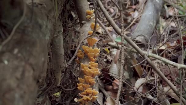 우림의 버섯이 자라고 정글에서 쓰러진 나무의 줄기에 곰팡이 가족이 자라고 — 비디오