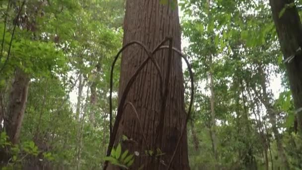 Смотрю Гигантское Дерево Лесу Наклоните Большой Ствол Дерева Джунглях Вид — стоковое видео