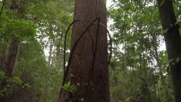 在森林里找一棵大树 在丛林中翘起大树干 马来西亚Gunung Lambak热带雨林的一棵大树的底部视图 — 图库视频影像