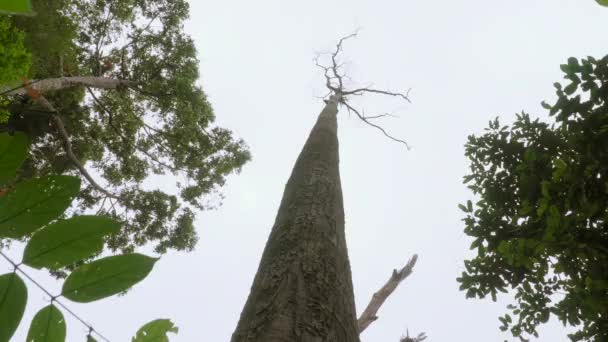 Looking Giant Tree Forest Tilt Big Tree Trunk Jungle Bottom — Stock Video