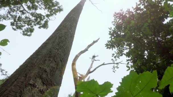 森林里有阳光的巨树的低角度视图 底部是大树干 丛林里有太阳耀斑 马来西亚Gunung Lambak热带雨林的大树 — 图库视频影像