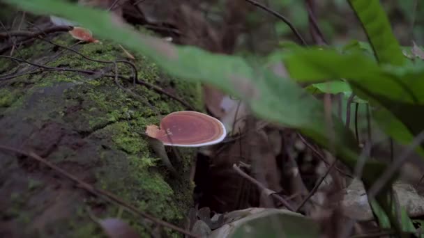 Close Cogumelo Ganoderma Lucidum Crescendo Tronco Árvore Musgosa Caído Floresta — Vídeo de Stock