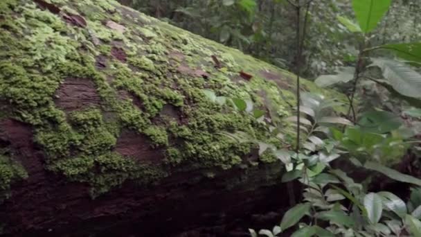 Mousse Poussant Sur Tronc Arbre Tombé Dans Forêt Mossy Arbre — Video
