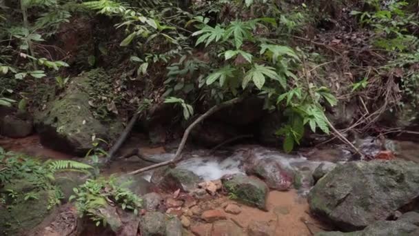 Rivière Montagne Coulant Dans Forêt Tropicale Ruisseau Couler Dans Les — Video