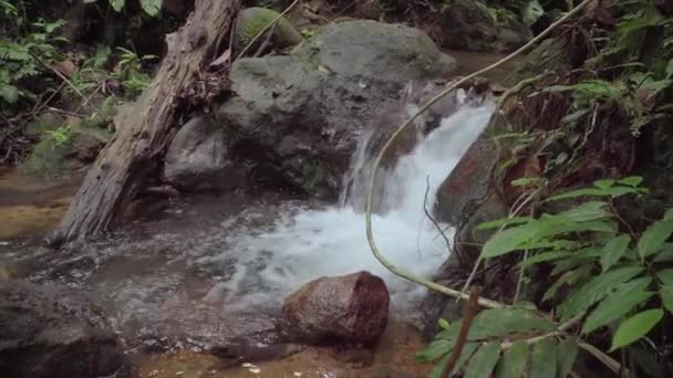 Rivière Montagne Forêt Tropicale Cascade Rapide Dans Ruisseau Ruisseau Paisible — Video