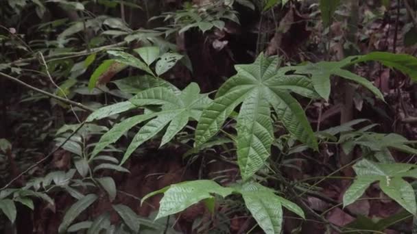 Las Hojas Verdes Tropicales Bosque Selvático Clima Ecuatorial Exuberante Follaje — Vídeos de Stock