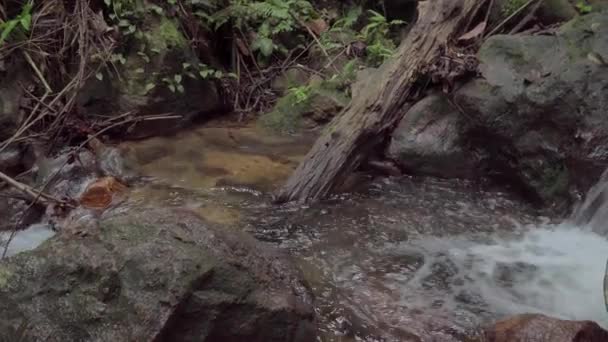 Rivière Montagne Forêt Tropicale Cascade Rapide Dans Ruisseau Ruisseau Paisible — Video