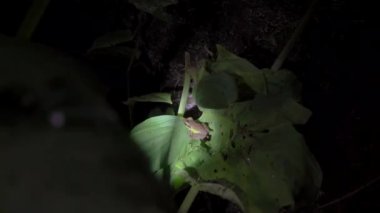 Beyaz dudaklı Malezya Kurbağası (Chalcorana labialis) yapraklı. Malezya Ulusal Parkı tropikal yağmur ormanlarında gece orman safarisi, Gunung Lambak.