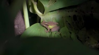 Beyaz dudaklı Malezya Kurbağası (Chalcorana labialis) yapraklı. Malezya Ulusal Parkı tropikal yağmur ormanlarında gece orman safarisi, Gunung Lambak.