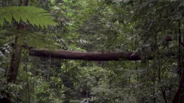 Düşen gövde, tropikal yağmur ormanlarında sık yaprak ağaçlarının üzerinde bir kütük köprüsü haline gelir. Yaz ormanı manzarası, Ulusal Park Gunung Lambak, Malezya.