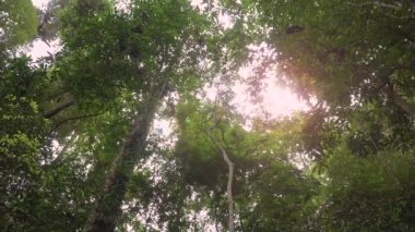 Güneş ışığıyla yemyeşil ağaçların dipten görünüşü. Dönün ve büyük yeşil ağaçlarla ormana doğru bakın. Yaz arkaplanı