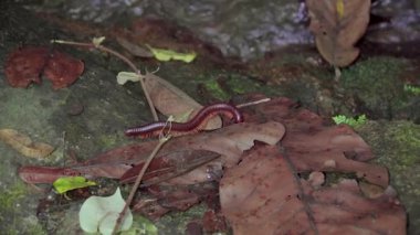 Asya Dev Kırkayak ya da Asya Kırkayağı (Thyropygus spirobolinae sp) tropikal yağmur ormanlarındaki dere yosunlu kayalarda sürünür..
