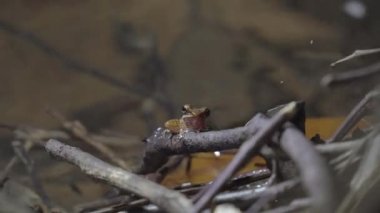 Beyaz dudaklı Malezya Ağaç Kurbağası (Chalcorana labialis) orman içinde yüzen dağ deresi suyunun yanındaki ağaç dalında oturmaktadır. Tropikal yağmur ormanlarında gece safarisi. Kapat..
