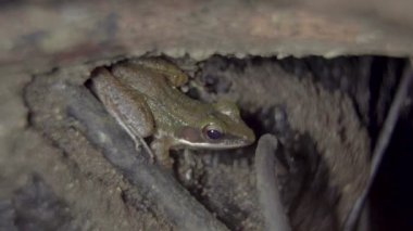 Beyaz dudaklı Malezya Ağaç Kurbağası (Chalcorana labialis) ormanda yerde saklanan kökler arasında saklanır. Tropikal yağmur ormanlarında gece safarisi. Kapat..