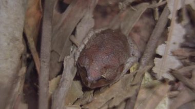 Benekli Kirli Kurbağa (Leptobrachium hendricksoni), ormanda kurumuş yaprakların ve dalların arasında saklanan bir kamuflaj. Tropikal yağmur ormanlarında gece safarisi. Kapat..