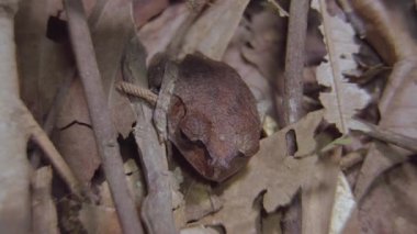 Benekli Kirli Kurbağa (Leptobrachium hendricksoni), ormanda kurumuş yaprakların ve dalların arasında saklanan bir kamuflaj. Tropikal yağmur ormanlarında gece safarisi. Kapat..