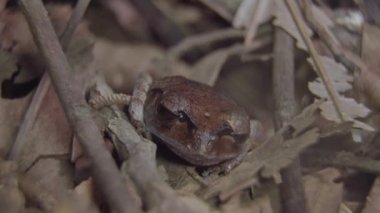 Benekli Kirli Kurbağa (Leptobrachium hendricksoni), ormanda kurumuş yaprakların ve dalların arasında saklanan bir kamuflaj. Tropikal yağmur ormanlarında gece safarisi. Kapat..