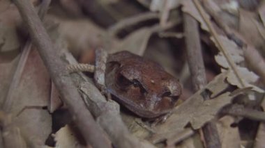 Benekli Kirli Kurbağa (Leptobrachium hendricksoni), kurumuş yaprakların ve dalların arasında saklanan ve ormanda kameralara bakan bir kamuflaj. Tropikal yağmur ormanlarında gece safarisi. Kapat..