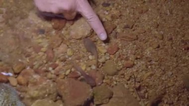 Benekli Kurbağa Yavrusu (Leptobrachium hendricksoni), tropikal yağmur ormanlarında çakıllı nehir deresinde görüldü. Ormanda gece safarisi.