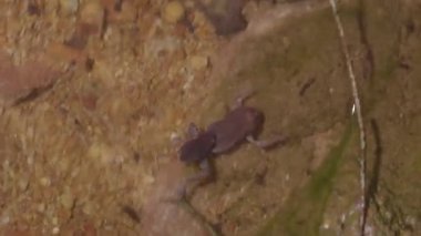 Benekli Kurbağalar (Leptobrachium hendricksoni), nehir deresinde çiftleşen ve yüzen bir çift. Tropikal yağmur ormanlarında gece safarisi.