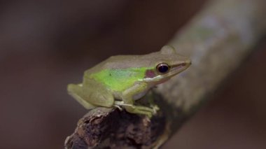 Beyaz dudaklı Malezya Ağaç Kurbağası (Chalcorana labialis) ormandaki ağaç dalında oturuyor. Tropikal yağmur ormanlarında gece safarisi. Kapat..