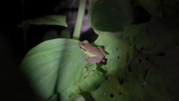 Malayan White Lipped Frog Chalcorana Labialis Leaf Safari Nocturno Selva — Vídeo de stock