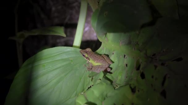 马来亚白唇蛙 Chalcorana Labialis 在叶子上 Gunung Lambak马来西亚国家公园热带雨林的夜间丛林狩猎 — 图库视频影像