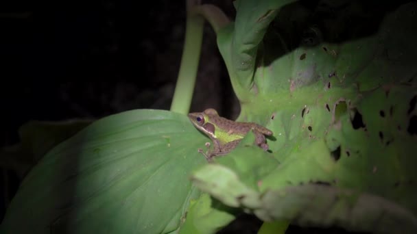 Grenouille Lèvres Blanches Malaisie Chalcorana Labialis Sur Feuille Safari Nocturne — Video