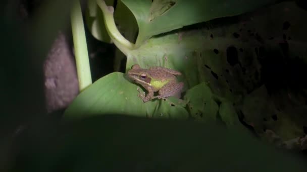 马来亚白唇蛙 Chalcorana Labialis 在叶子上 Gunung Lambak马来西亚国家公园热带雨林的夜间丛林狩猎 — 图库视频影像