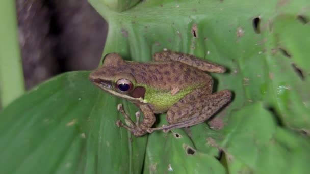 กบขาวมาเลเซ Chalcorana บนใบ ซาฟาร ากลางค นในป าฝนเขตร อนของอ ทยานแห งชาต — วีดีโอสต็อก