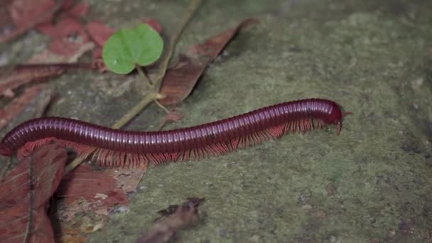 Ázsiai Óriás Millipede Vagy Ázsiai Vörös Millipede Thyropygus Spirobolinae Mászik — Stock videók