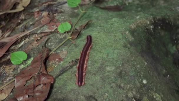 Asiatischer Tausendfüßer Oder Asiatischer Roter Tausendfüßer Thyropygus Spirobolinae Kriecht Auf — Stockvideo