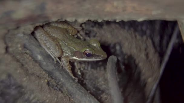 Μαλαϊανός Βάτραχος Άσπρα Χείλη Chalcorana Labialis Κρύβεται Ανάμεσα Στις Ρίζες — Αρχείο Βίντεο