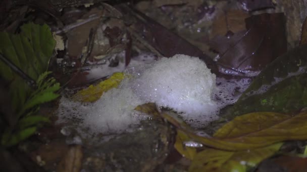 Pěnové Hnízdo Žábích Vajec Plovoucích Peřejích Říčního Potoka Padajícími Sušenými — Stock video