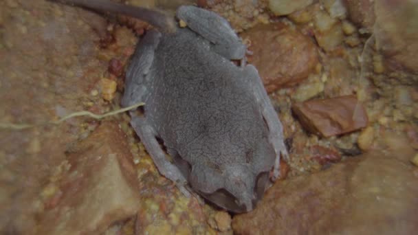 Spotted Litter Frog Leptobrachium Hendricksoni Καμουφλαρισμένο Πέτρινο Έδαφος Στη Ζούγκλα — Αρχείο Βίντεο