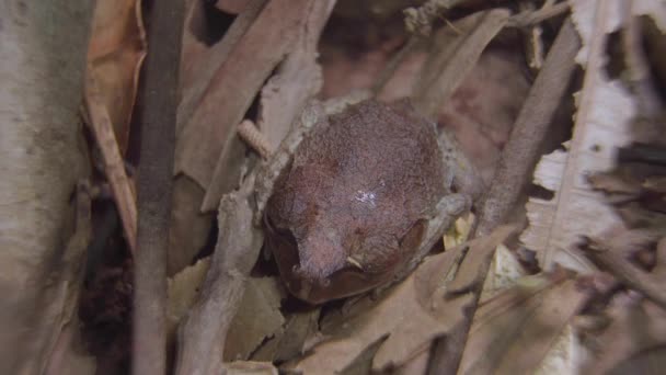 Gefleckter Wurffrosch Leptobrachium Hendricksoni Tarnt Sich Zwischen Getrockneten Blättern Und — Stockvideo