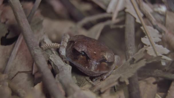 Spotted Litter Frog Leptobrachium Hendricksoni Camuflagem Escondida Entre Folhas Secas — Vídeo de Stock