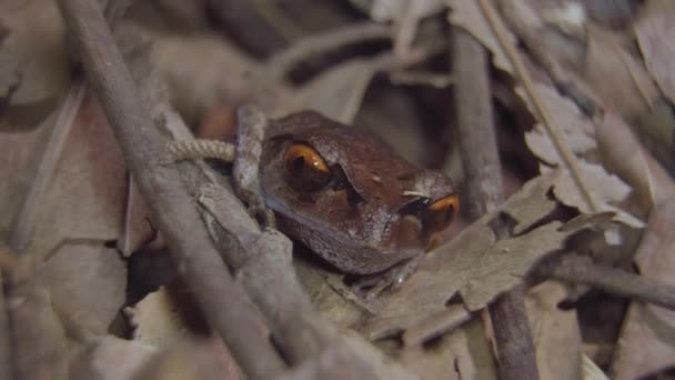 斑点落叶蛙 Leptobrachium Hendricksoni 隐藏在干枯的树叶和树枝之间 在丛林中睁大眼睛 目光远大 热带雨林的夜间狩猎 靠近点 — 图库视频影像