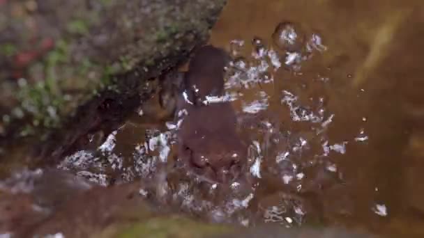 热带雨林急流水面上的斑点落叶蛙 Leptobrachium Hendricksoni 森林丛林里的夜间狩猎 — 图库视频影像