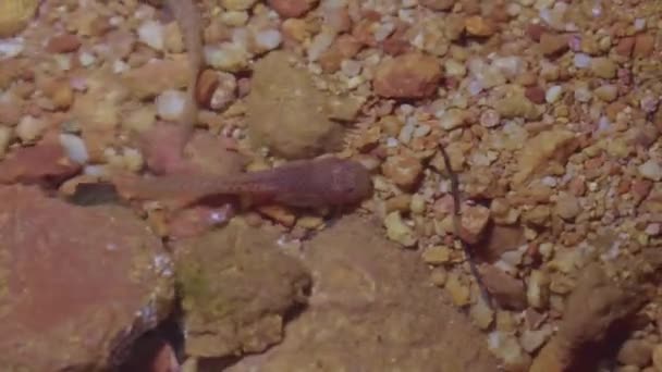 Benekli Kurbağa Yavrusu Leptobrachium Hendricksoni Tropikal Yağmur Ormanlarında Çakıllı Nehir — Stok video