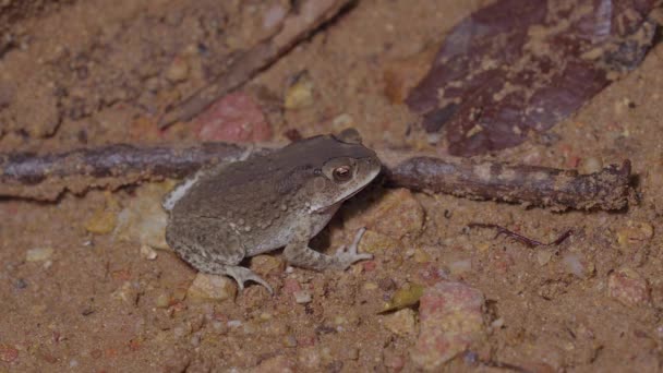 ジャングルの川の近くの砂の地面に座っているアジア共通の道 Duttaphrynus Melanostictus 熱帯雨林でのナイトサファリ 閉じろ — ストック動画