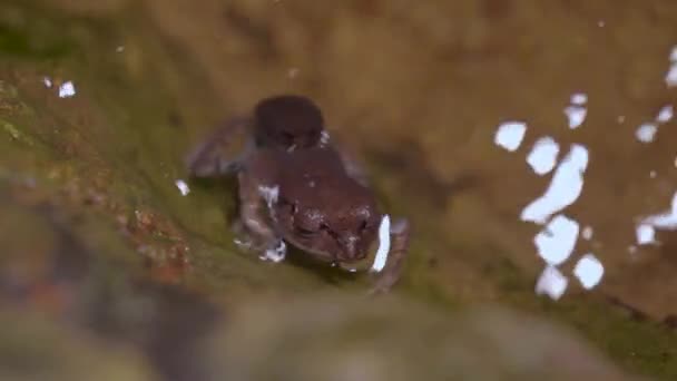 Par Ranas Manchadas Leptobrachium Hendricksoni Apareándose Superficie Del Arroyo Del — Vídeos de Stock