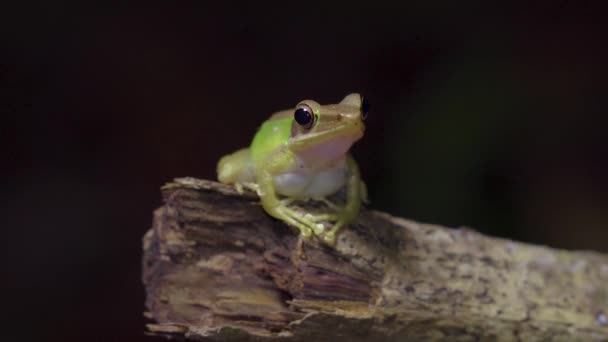 Malayan White Lipped Tree Frog Chalcorana Labialis Zittend Boomtak Jungle — Stockvideo