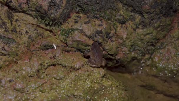 Kuhl Creek Frog Limnonectes Kuhlii Sentado Rocha Perto Água Riacho — Vídeo de Stock