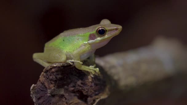 Малайская Белогубая Древесная Лягушка Chalcorana Labialis Сидит Ветке Дерева Джунглях — стоковое видео