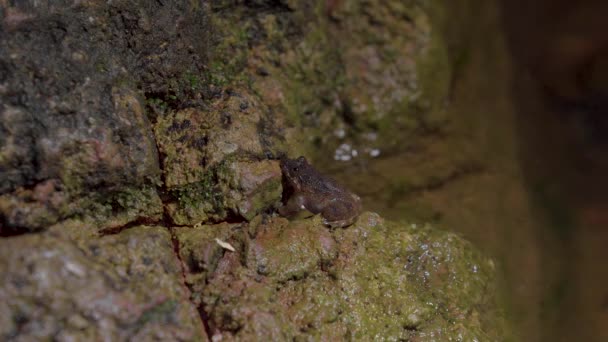 Kuhl Creek Frog Limnonectes Kuhlii Siedzi Skale Pobliżu Strumienia Górskiego — Wideo stockowe