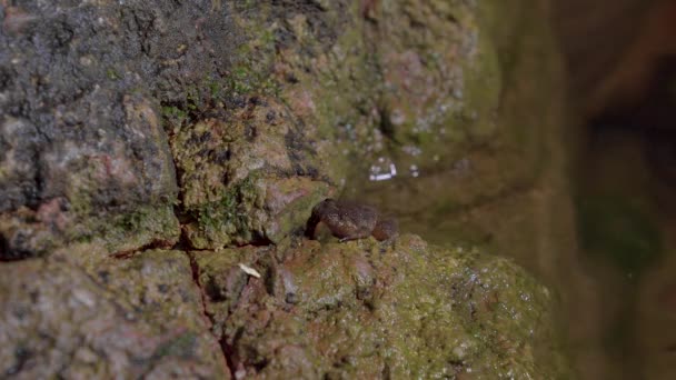 Kuhl Creek Frog Limnonectes Kuhlii Sentado Rocha Perto Água Riacho — Vídeo de Stock