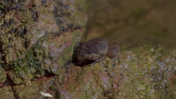 Kuhl Creek Frog Limnonectes Kuhlii Sentado Rocha Perto Água Riacho — Vídeo de Stock