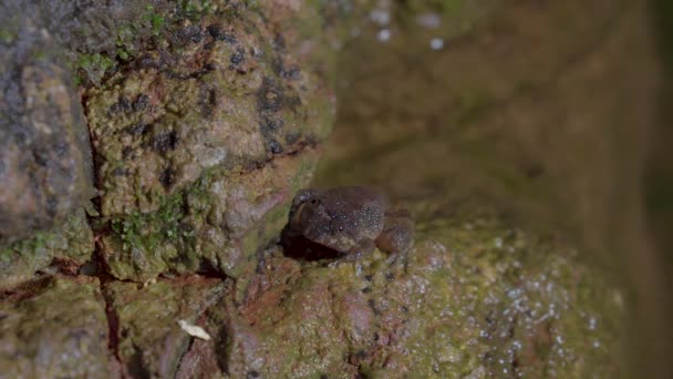 Kuhl Creek Frog Limnonectes Kuhlii Siedzi Skale Pobliżu Strumienia Górskiego — Wideo stockowe