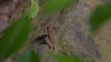 Beyaz dudaklı Malezya Kurbağası 'nın (Chalcorana labialis) ormanda yeşil yapraklarla kayaların üzerinde oturduğu arka plan. Malezya Ulusal Parkı Tropikal Yağmur Ormanı 'nda gece safarisi, Gunung Lambak